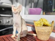 Devon Rex Kitten Abholbereit Erbkrankheiten frein Linien mit Stammbaum - Witten