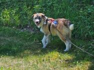 Everybodys Darling sucht Zuhause - Tagmersheim