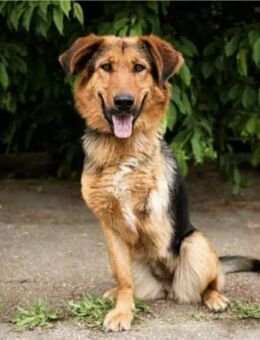 Naya - mit drei beinen ins Glück? - Elmshorn