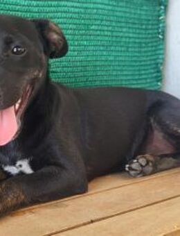 Pippa - fröhliche, junge, kleine Dame - Freudenstadt