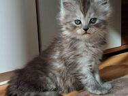 Britisch kurzhaar Kitten - Stuttgart