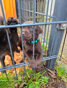 Labrador, Arbeitslinie, Welpen, Schoko - Warburg (Hansestadt)