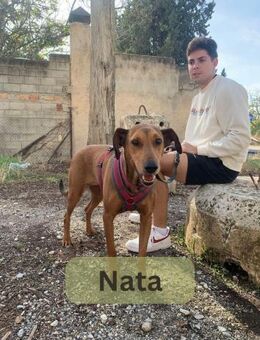 NATA, w., kastr., Mischling, ca. 60 cm - Sipplingen