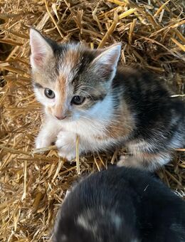 Hauskatze - Jessen (Elster) Schützberg