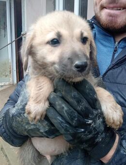 Geronimo, in Sicherheit geboren - Steinhagen (Nordrhein-Westfalen)