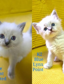 Ragdoll reinrassige Luxus Kätzchen mit Blaue Augen Neue Wurf abholbereit ab 27.11.2025 - Radolfzell (Bodensee)