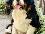 💜Paul💜 3-jähriger Cavalier King Charle - Kassel