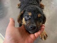 Kleiner Schatz Leo sucht Körbchen - Overath