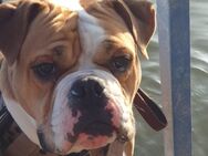 Old englisch Bulldogge - Lünen