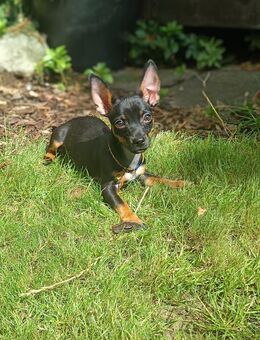 Zwergpinscher Chihuahua jung Hündin - Bremen