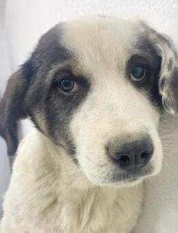 Sunshine, geb. ca.11/2022, Griechenland - Markdorf