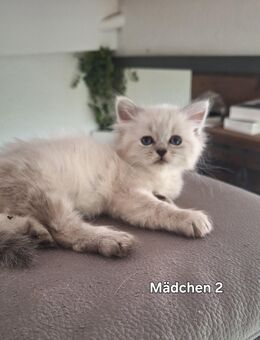reinrassige Neva Masquarade Kitten - Rattelsdorf (Bayern)