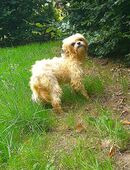 Havaneser Malteser Mischlings Hündin 1 Jahr alt abzugeben in 31195