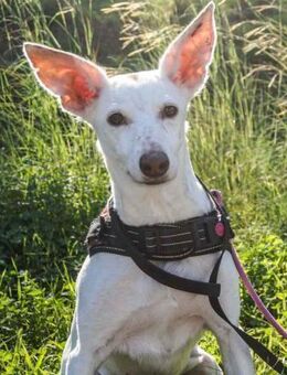 Sasha verdient ganz viel Liebe..... - Laatzen