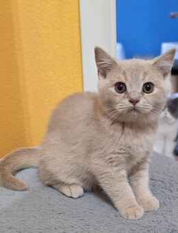 BKH-Creme- Männlich - Plochingen