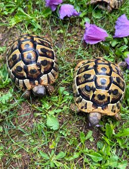 Dalmatinischer Landschildkröte - Ludwigshafen (Rhein)