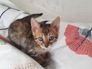 Bengal Kitten Brown Spotted Bengalcat Kater Kitten - Essen