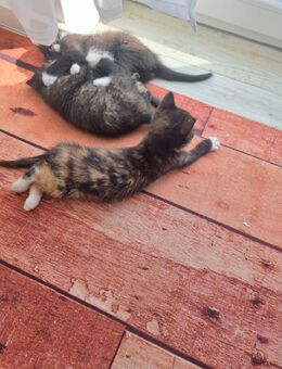 Baby katzen - Satow