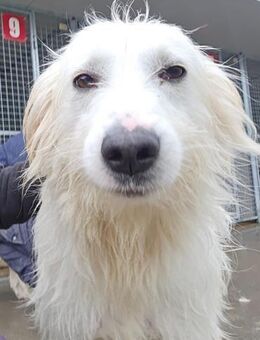 Neve- unser Schneeflöckchen - Niddatal