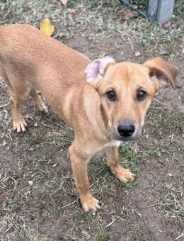 Didi ist auf der Suche 🫶🏻 - Krefeld