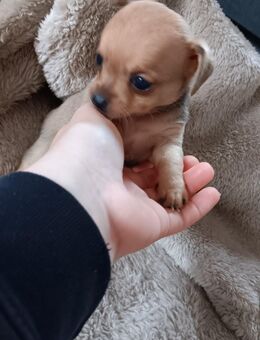 Süße Jack Russell Chihuahua Mix Welpen - Wolfhagen Zentrum