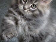 Main coon Kitten fellstark reinrassig - Grevenbroich