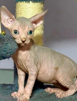 Canadian Sphynx Kitten mit Stammbaum , Mädchen, Reinrassig - Erlangen