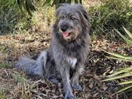 Balou wartet auf sein Für-Immer-Zuhause - Grevenbroich