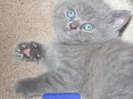 Reinrassige BKH Kitten - Brakel