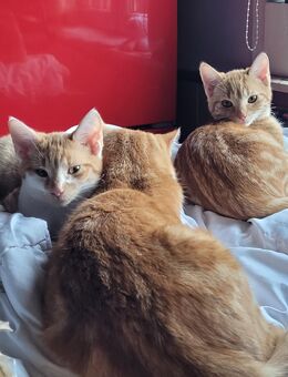 Kitten EKH in orange abzugeben (verkaufen) - Alheim