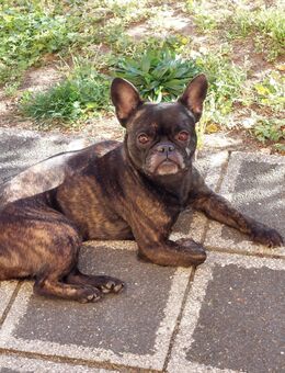 3 Jährige Französische Bulldogge abzugeben - Nürnberg