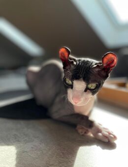 Sphinx Katze - Bogen Zentrum