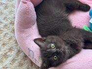 BKH kitten Kätzchen reinrassig Chocolate schoko Weibchen braun Britisch Kurzhaar Mädchen Katze - Hamm