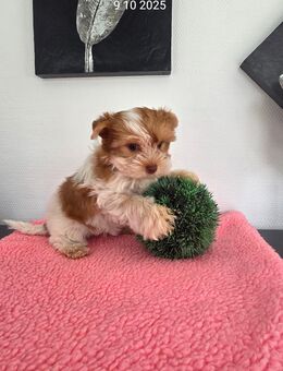 Yorkshire Terrier Hündin/ Chip - Simbach
