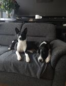 Basenji in 38302