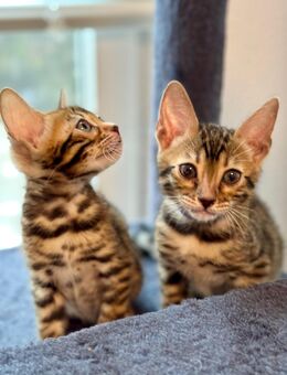 Bengal Kitten - Osnabrück