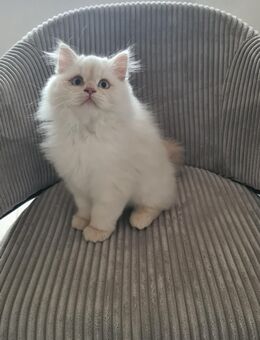 Britisch langhaar - Berg (Pfalz)