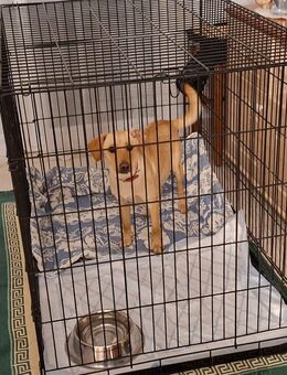 Trixie sucht ein Zuhause - Voerde (Niederrhein) Zentrum