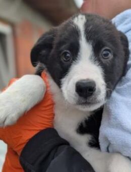 Cash ♥️ Welpenjunge - Kallmünz