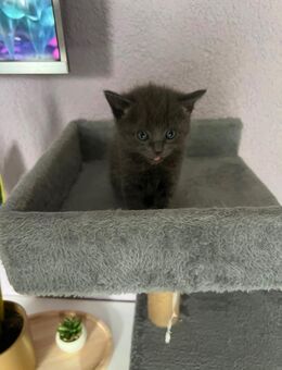 Türkisch Angora mix - Gelsenkirchen Horst