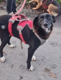 RUNA sucht ein Zuhause - Weiterstadt