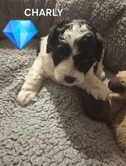 1 schöner Welpen zu verkaufen ab der 12 Woche - Waldfeucht