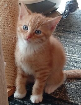 Katzenbabys abzugeben - Hattersheim (Main)