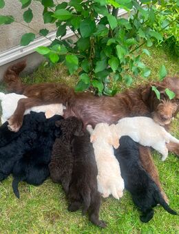 Labradoodle F1b - Heringen (Helme)