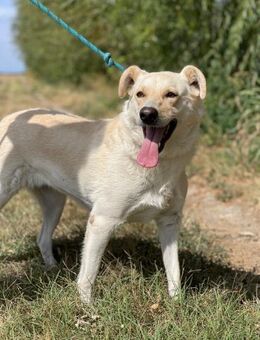 Alba, freundliche Hündin sucht Familie - Unterföhring