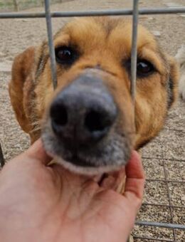 LACKY (freundlich, verträglich) - Köln