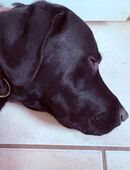 🐾 Labrador Loki sucht ein passendes Zuhause in 49767