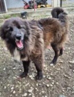 Hübscher Joe - Ellerbek