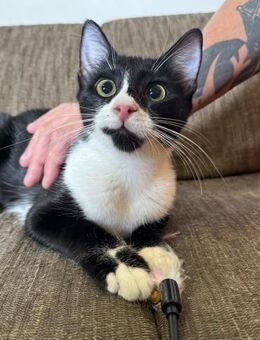 Luiza - die Zuckerschnute - Kirchheim (München)