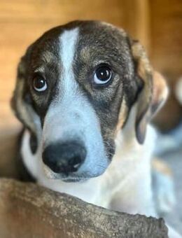 PAULINO~möchte Gras unter seine Pfoten💚 - Duisburg